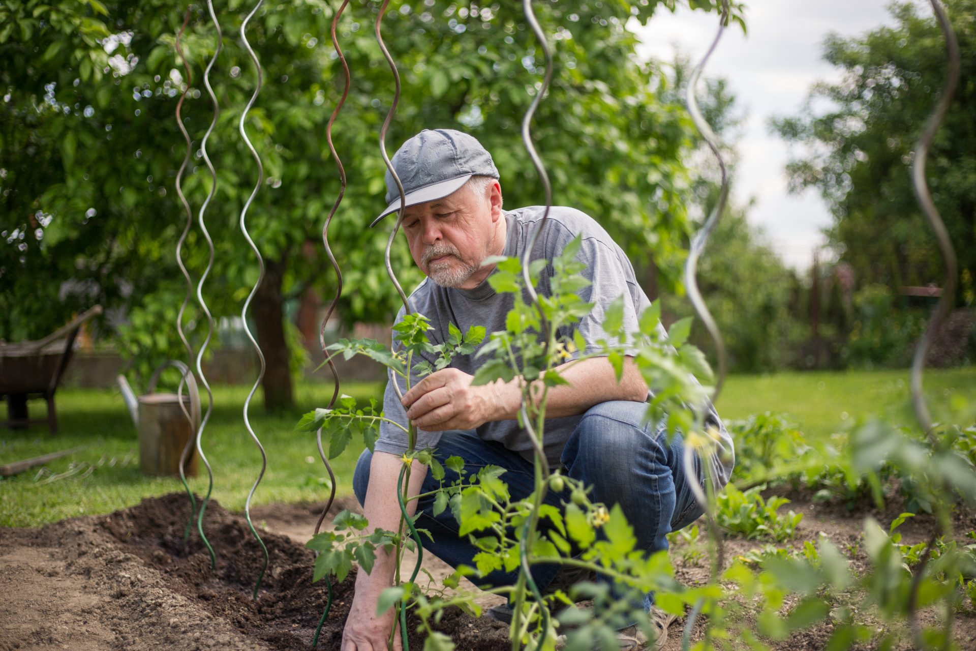 Ein älterer Mann befestigt Tomatenpflanzen an einer Rankhilfe.